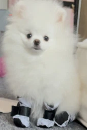 Обувь для собак DogClub Мешочки/липучка Silver 4" (3,7*4,3см) фото от покупателей 9