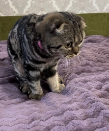 Нашийник для котів шкіряний WAUCAT Glamour з QR паспортом без прикрас XXS ширина 9 мм довжина 22-30 см Чорний (32481) фото від покупців 1