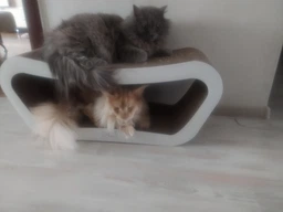 Спрей з котячої м'ятою Trixie 4238 175 мл (4011905042381)