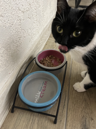 Подставка с мисками из керамики для кошек Trixie Eat on Feet 300 мл (4047974247914) фото от покупателей 2