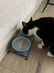 Подставка с мисками из керамики для кошек Trixie Eat on Feet 300 мл (4047974247914) фото от покупателей 1