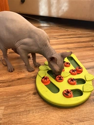 Nina Ottosson Buggin Out Puzzle & Play Игрушка-головоломка для котов, 1 шт фото от покупателей 4