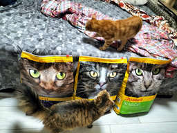 Sucha karma dla kotów wybrednych JOSERA Culinesse 10 kg (4032254749134) Zdjęcie od kupującego 1