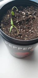 Набір для вирощування гострого перцю Pepper-X Carolina Reaper Red (Каролінський Жнець) фото от покупателей 10