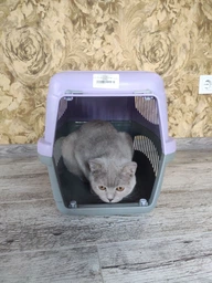 Переноска для кішок і собак Animall CNR-102 48.5х32.5х32.5 см Сіро-м'ятна (2000981202453)
