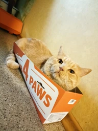 Вологий корм з куркою в соусі Club 4 Paws Клуб 4 Лапи для кошенят пауч 80 г 24 шт (4820083908927) фото від покупців 3