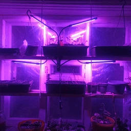 Светодиодная Фитолампа GrowLight для Выращивания Комнатных на 4 ветки Растение Full Spectrum (OJ146IU) фото от покупателей 1