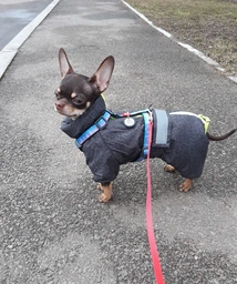 Комбінезон Pet Fashion COLD для собак сірий 5XL