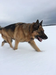 Сухий корм для дорослих собак великих порід Purina Dog Chow Adult Large Breed зі смаком індички 14 кг фото від покупців 11