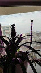 Фітолампа для рослин Brille LED-36/2x7W Fito GROW RM (L137-019) фото від покупців 1