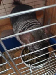 Корм для шиншилл и дегу Versele-Laga Complete Chinchilla&Degu гранулированный 500 г (612552) фото от покупателей 2