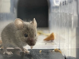 Мишоловка живоловка багаторазова з прозорого пластику Humane Trap (НТ-25295) фото від покупців 12