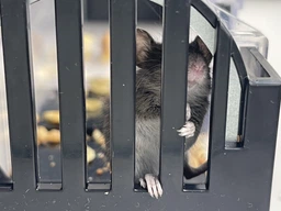 Мишоловка живоловка багаторазова з прозорого пластику Humane Trap (НТ-25295) фото від покупців 11