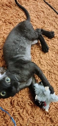 Игрушка для котов GiGwi Енот с кошачьей мятой Catch&scratch 8 см (75019Collar) фото от покупателей 8