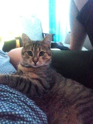 Сухий корм для стерилізованих котів Purina Pro Plan Sterilised Adult 1+ Savoury Duo Пуріна Проплан з тріскою та фореллю 3 кг (7613036732550) фото от покупателей 11
