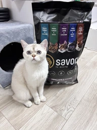 Корм сухий Savory Adult Cat Steril Fresh Lamb and Chicken для стерилізованих котів зі свіжим ягням і куркою 8 кг