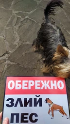 Металева табличка "Обережно, злий пес" боксер