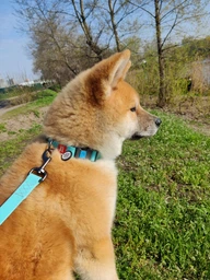 Водостойкий поводок Waudog Waterproof светонакопительный L/XXL 25 мм х 183 см (2721 Col) фото от покупателей 7