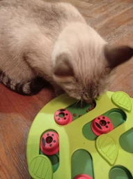 Nina Ottosson Buggin Out Puzzle & Play Игрушка-головоломка для котов, 1 шт фото от покупателей 3