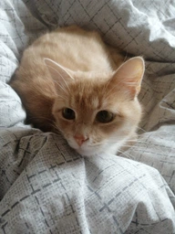 Влажный корм для взрослых кошек Purina Friskies кусочки в подливе с лососем (26х85г) фото от покупателей 3