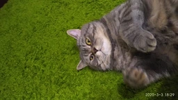 Упаковка влажного корма для кошек Purina Gourmet Gold Паштет с курицей 24 шт по 85 г фото от покупателей 13