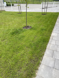 Газонна трава DSV Euro Grass Road & Landscaping Ландшафтний 10 кг фото від покупців 2