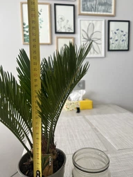 Цикас Революта (Саго́вник поника́ющий) Cycas Revoluta, Ø12 см. H 40-50 см. фото от покупателей 4