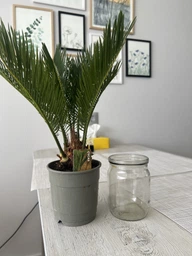 Цикас Революта (Саго́вник поника́ющий) Cycas Revoluta, Ø12 см. H 40-50 см. фото от покупателей 3