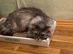 Царапка ЭКО "Подиум мини" картон LuckyPet, 24x50x5 фото от покупателей 18