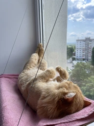 Лежанка для кота на окно подвесная гамак для кошки на присосках (ОL-152925)