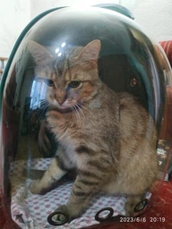 Прозрачный рюкзак для переноски животных Pet Cat для кошек и собак Black фото от покупателей 1
