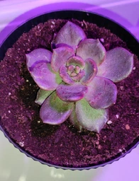 Суккулент Эхеверия Чёрный принц ( Echeveria Black Prince), контейнер 7*7*8 см (s024s)
