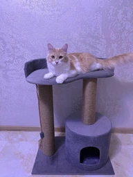 Когтеточка царапка сизалевая Вэнди с домиком и большой лежанкой для котов, кошки и котят 70х60х40см серо белая фото от покупателей 9