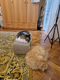 Кігтеточка (дряпка) - лежанка для кішок Say Meow Cloud 61х21х24 см (8040190102001)
