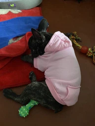 Толстовка з кишенею для собак Pet Style "Однотон" Помаранчева XL фото від покупців 10