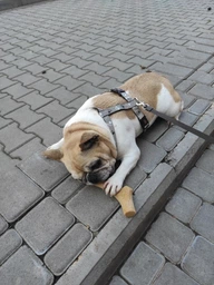 Іграшка для собак GiGwi Рог жувальний Wooden Antler M Коричневий (2342Collar) фото від покупців 4