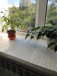 Стеклянная мозаика Aquamo MK25101 White фото от покупателей 1