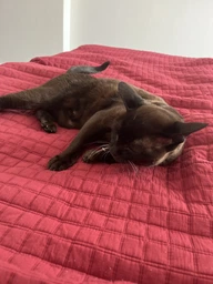 Сухий корм для стерилізованих котів Purina Pro Plan Sterilised Adult 1+ Savoury Duo Пуріна Проплан з качкою та печінкою 1,5 кг (7613036732369) фото от покупателей 13