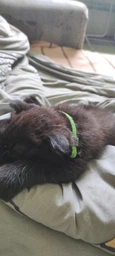 Нашийник для собак нейлоновий Collar WAUCAT Nylon з QR-паспортом, малюнок "Авокадо", пластиковий фастекс, XS, Ш 10 мм, Д 20-30 см (5280) фото від покупців 4