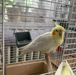 Корм для средних попугаев Versele-Laga Prestige Cockatiels зерновая смесь 1 кг (5410340218808) фото от покупателей 10