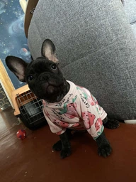 Пуловер для собак Pet Style "Клубничка" Розовый 2XL