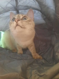 Trixie Тунель тканинний для котів,в асортименті фото от покупателей 4