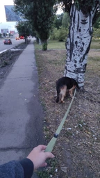 Повідець х/б тасьма Collar Брезент (ширина 25 мм, довжина 500 см) (0506Collar) фото від покупців 2