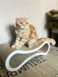 Когтеточка для кошек из картона с деревянным фасадом Cat Joy Avangard Beige Wood 59х18х25 см