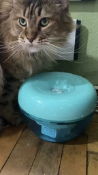 Питьевой фонтан для кошек и собак Pawoof X1 1.5L с фильтром (Зеленый) фото от покупателей 16