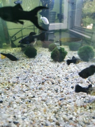 Грунт для аквариума гравий натуральный 3-5 мм Aquael 2 кг фото от покупателей 7