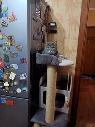 Стильный кошачий комплекс когтеточка с домиком для котов кошки и котят Ричард 120х60х40см бежево коричневый фото от покупателей 1
