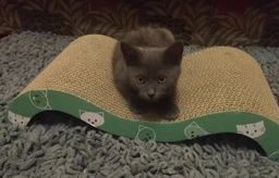 Дряпка Trixie Mimi Wave для котів, 50х9х23 см (картон) фото від покупців 9