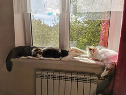 Сухий корм Purina Pro Plan Sterilised Adult 1+ Renal Plus для стерилізованих котів з індичкою 1.5 кг фото від покупців 1