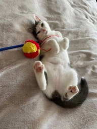 Корм Royal Canin Kitten сухой для котят 2 кг фото от покупателей 13